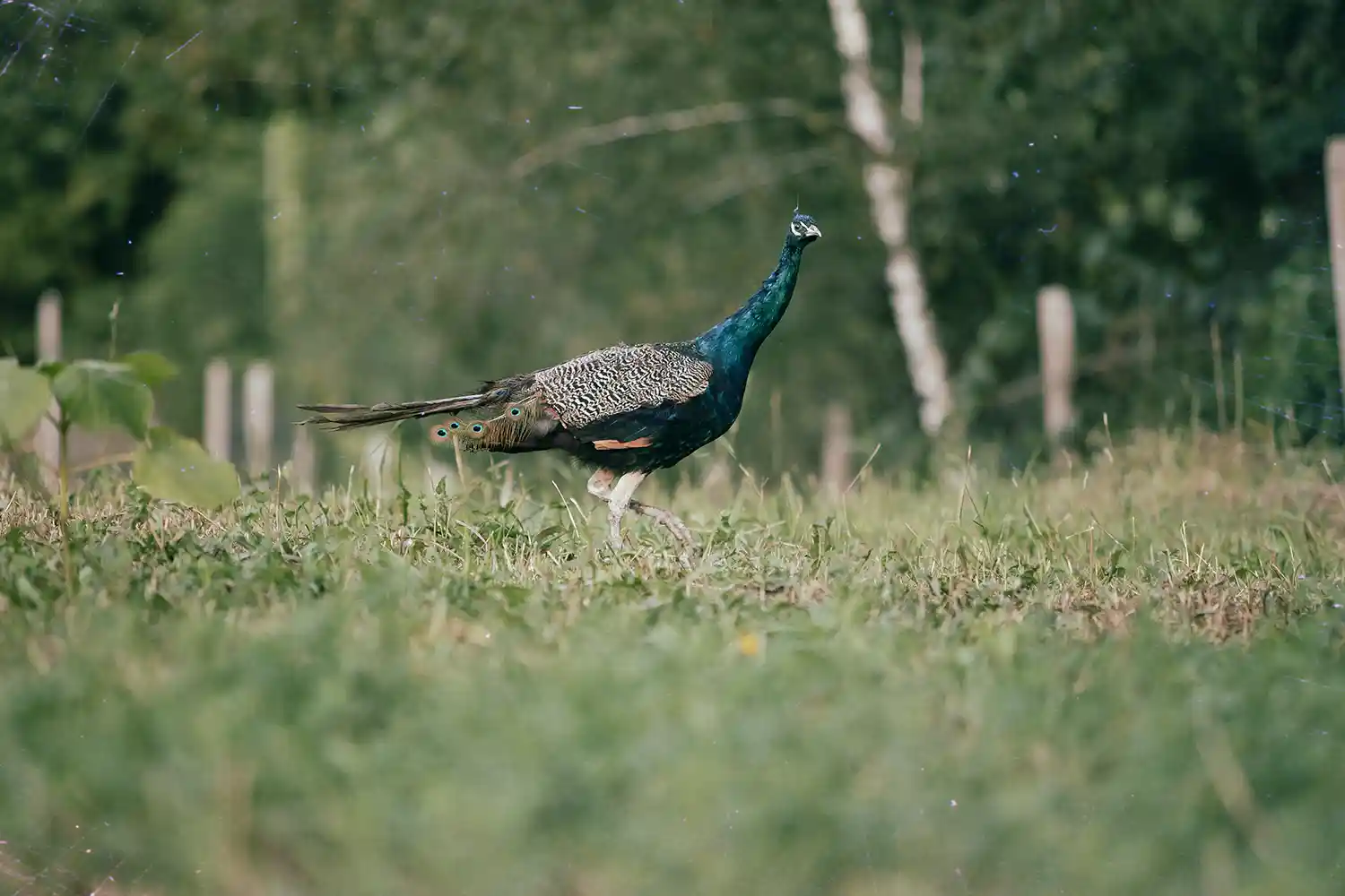 best wedding resorts in ghatkesar hyderabad